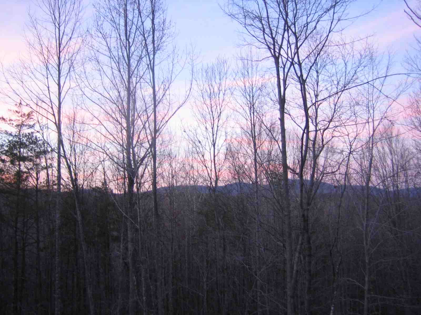 picture of woods at sunset